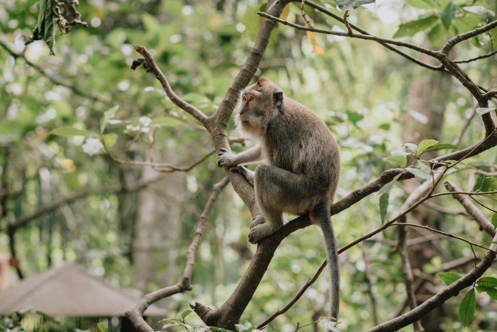 Monkeys in Ubud Monkey Forest, Bali
